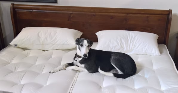 Comfort mattress near me discount